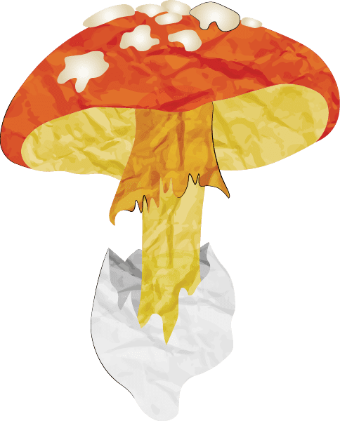 Cogumelo Amanita caesarea | Míscaros - Festival do Cogumelo