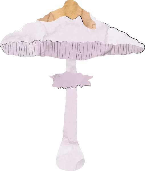 Cogumelo Macrolepiota procera | Míscaros - Festival do Cogumelo